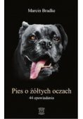 Pies o żółtych oczach