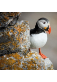 Karnet kwadrat z kopertą Puffin