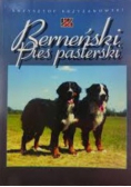 Berneński pies pasterski
