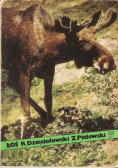Łoś