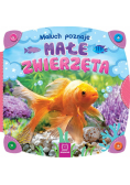 Maluch poznaje małe zwierzęta
