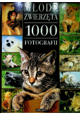 Młode zwierzęta 1000 fotografii Suzanne Millarca