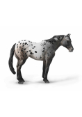 Niebieski Deresz Appaloosa