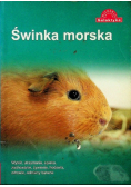 Świnka morska