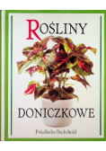 Rośliny doniczkowe