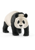 Panda Wielka samiec