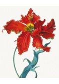 Karnet 17x14cm z kopertą Parrot Tulip