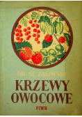 Krzewy  owocowe 1950r.