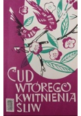 Cud wtórego kwitnienia śliw