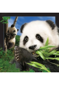 Pocztówka 3D Panda
