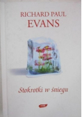 Stokrotki w  śniegu