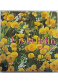 Uroki bylin