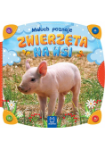Maluch poznaje zwierzęta na wsi