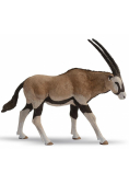 Antylopa Oryx