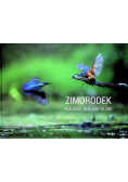 Zimorodek klejnot Wielkopolski