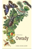 Owady Flora i Fauna Lasów