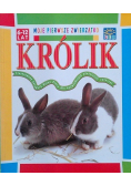 Moje pierwsze zwierzątko królik