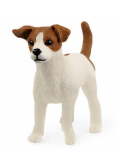 Jack Russell Terrier
