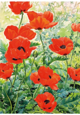 Karnet B6 z kopertą Garden Poppies