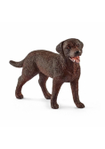 Labrador Retrieve suczka