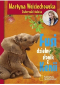 Fusi dzielny słonik z Kenii