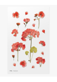 Naklejki ozdobne kwiaty - Geranium