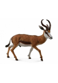Kozioł springbok