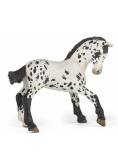 Źrebię Appaloosa