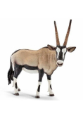 Antylopa oryx