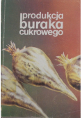 Produkcja buraka  cukrowego