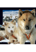 Magnes 3D Husky