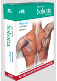 Anatomia Sobotta Flashcards. Mięśnie. Polskie mianownictwo anatomiczne