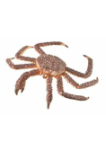 Krab królewski