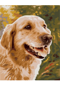 Malowanie po numerach - Golden Retriever 40x50cm