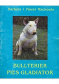 Bulterier pies gladiator