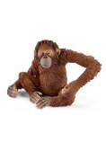 Orangutan samica