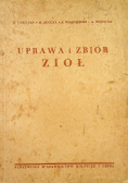 Uprawa i zbiór ziół 1950 r.