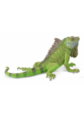 Iguana