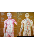 Human Anatomy Volume I and II