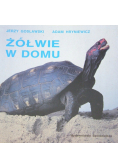 Żółwie w domu
