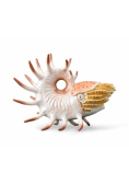Cooperoceras