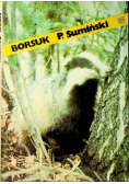 Borsuk