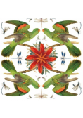 Karnet kwadrat z kopertą Red-winged Parrot