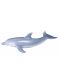 Delfin butlonosy