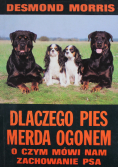 Dlaczego pies merda ogonem O czym mówi nam zachowanie psa