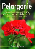 Pelargonie