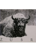 Żubr