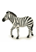 Zebra samiec