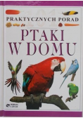 101 praktycznych porad Ptaki w domu