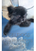 Angel Dogs in Heaven